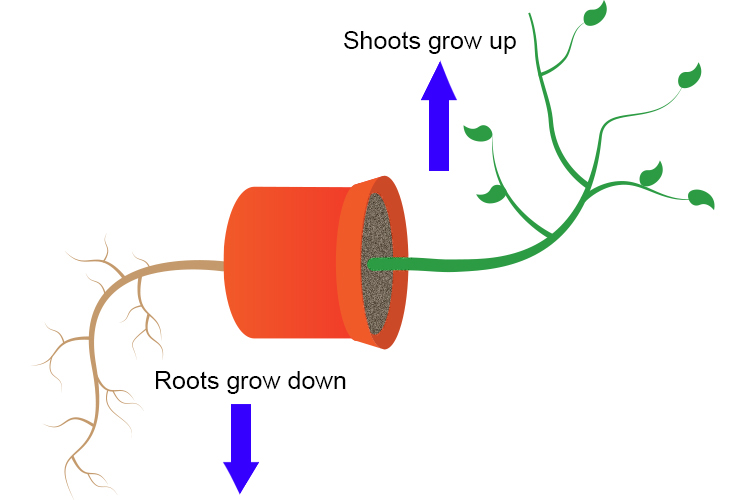 Auxin in shoots stimulate growth but has the opposite effect in roots
